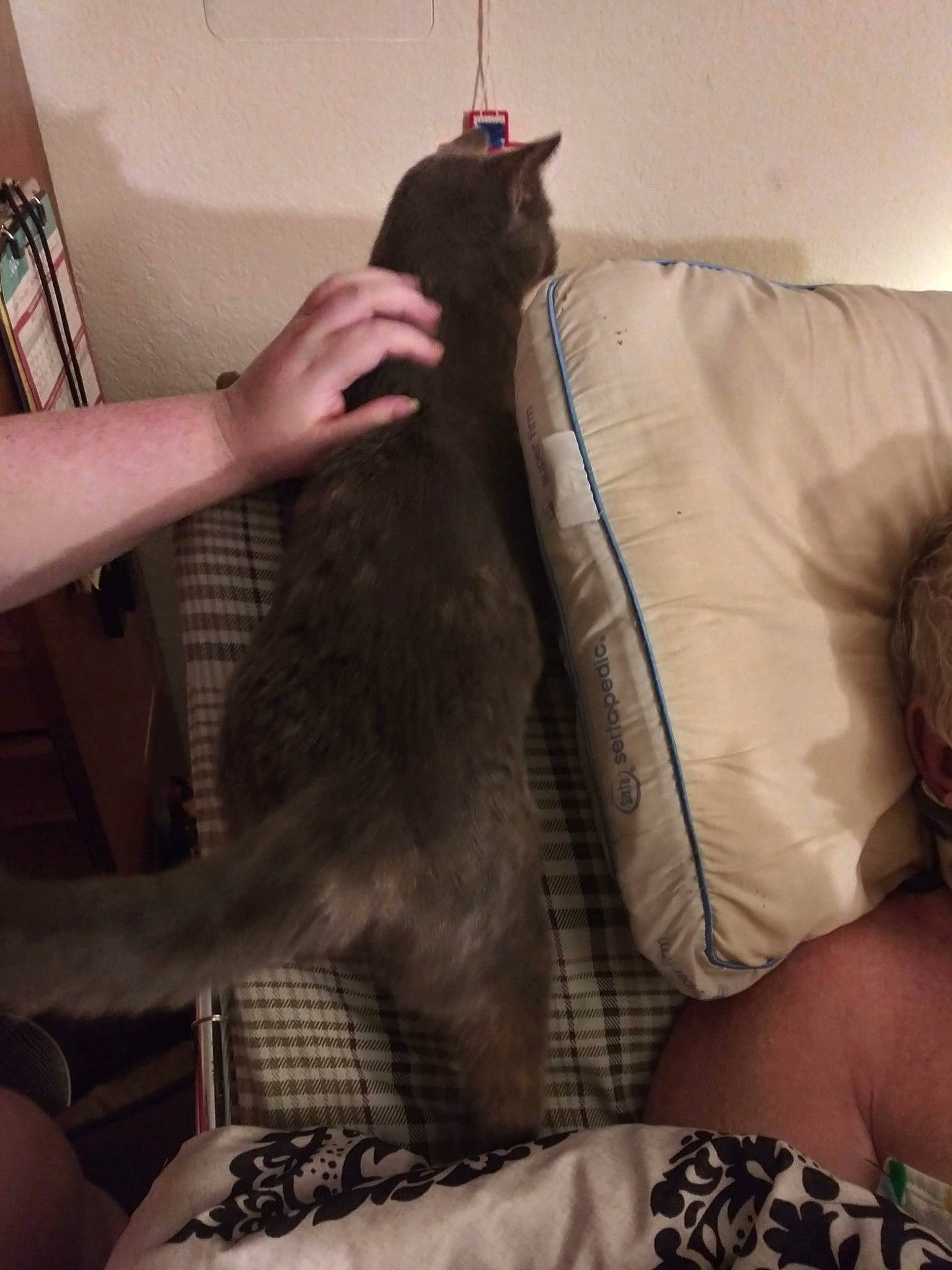 Smokie joined the competition — help win amazing prizes! abdomen, carnivore, cat, comfort, companion_dog, couch, elbow, fawn, felidae, fur, gesture, human_leg, lap, linens, selfie, small_to_medium_sized_cats, sporting_group, tail, thigh, whiskers