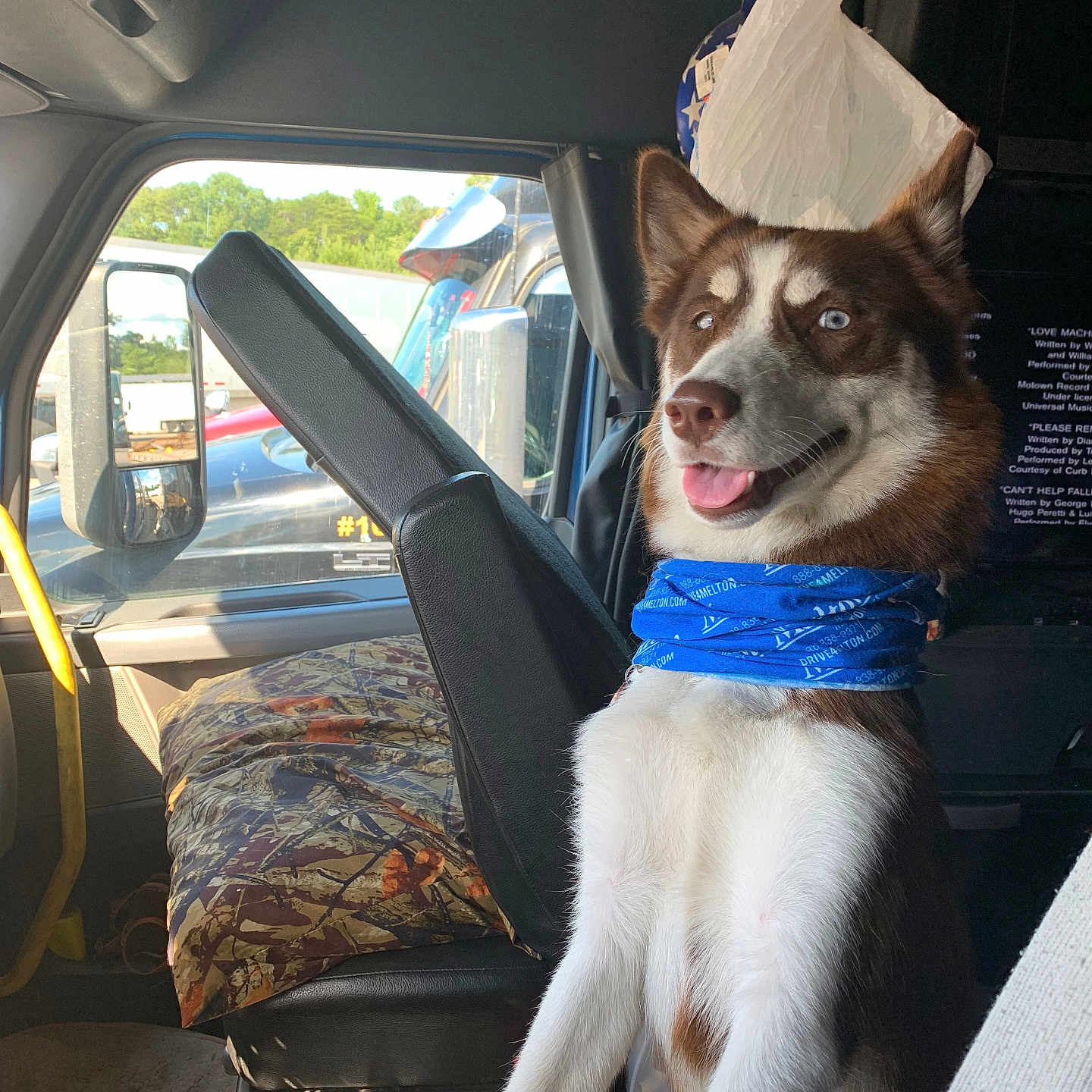 Niko is registered to the contest to win money with this photo: accessories, animal, architecture, bag, building, canine, cushion, dog, face, handbag, head, homedecor, husky, outdoors, person, pet, photography, portrait, shelter, transportation