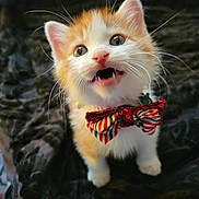 Bowie is registered to the contest to win money with this photo: kitten, cat, orange_and_white, bow_tie, cute, pet, animal, feline, whiskers, close_up, indoor, blanket, young, small, adorable, playful, mouth_open, fur, eyes, collar