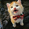 kitten, cat, orange_and_white, bow_tie, cute, pet, animal, feline, whiskers, close_up, indoor, blanket, young, small, adorable, playful, mouth_open, fur, eyes, collar