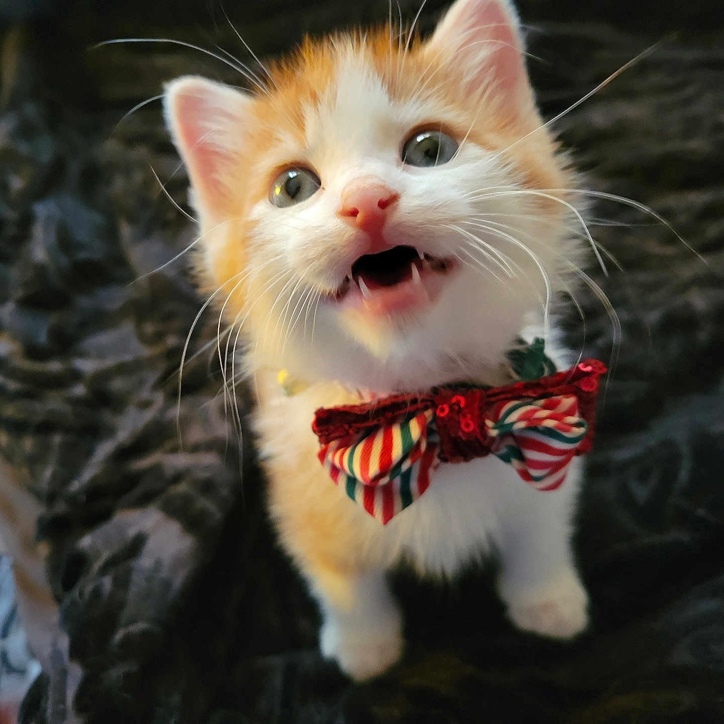 Bowie
