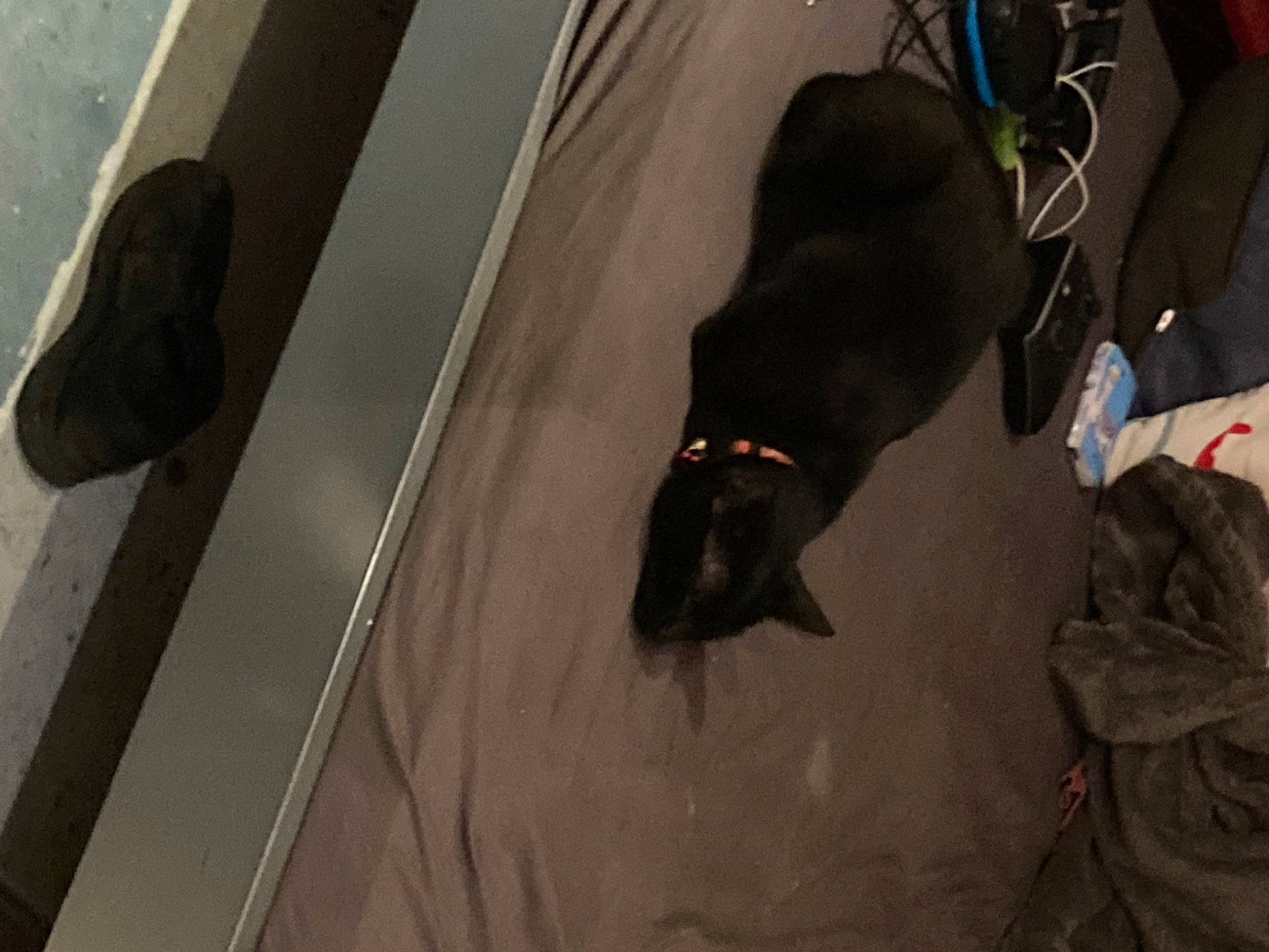 Moogly participe au concours pour gagner de l'argent avec cette photo : black_cat, canidae, carnivore, comfort, companion_dog, dog, dog_breed, electrical_wiring, felidae, flooring, fur, grey, guard_dog, personal_protective_equipment, room, small_to_medium_sized_cats, sporting_group, tail, whiskers, wire