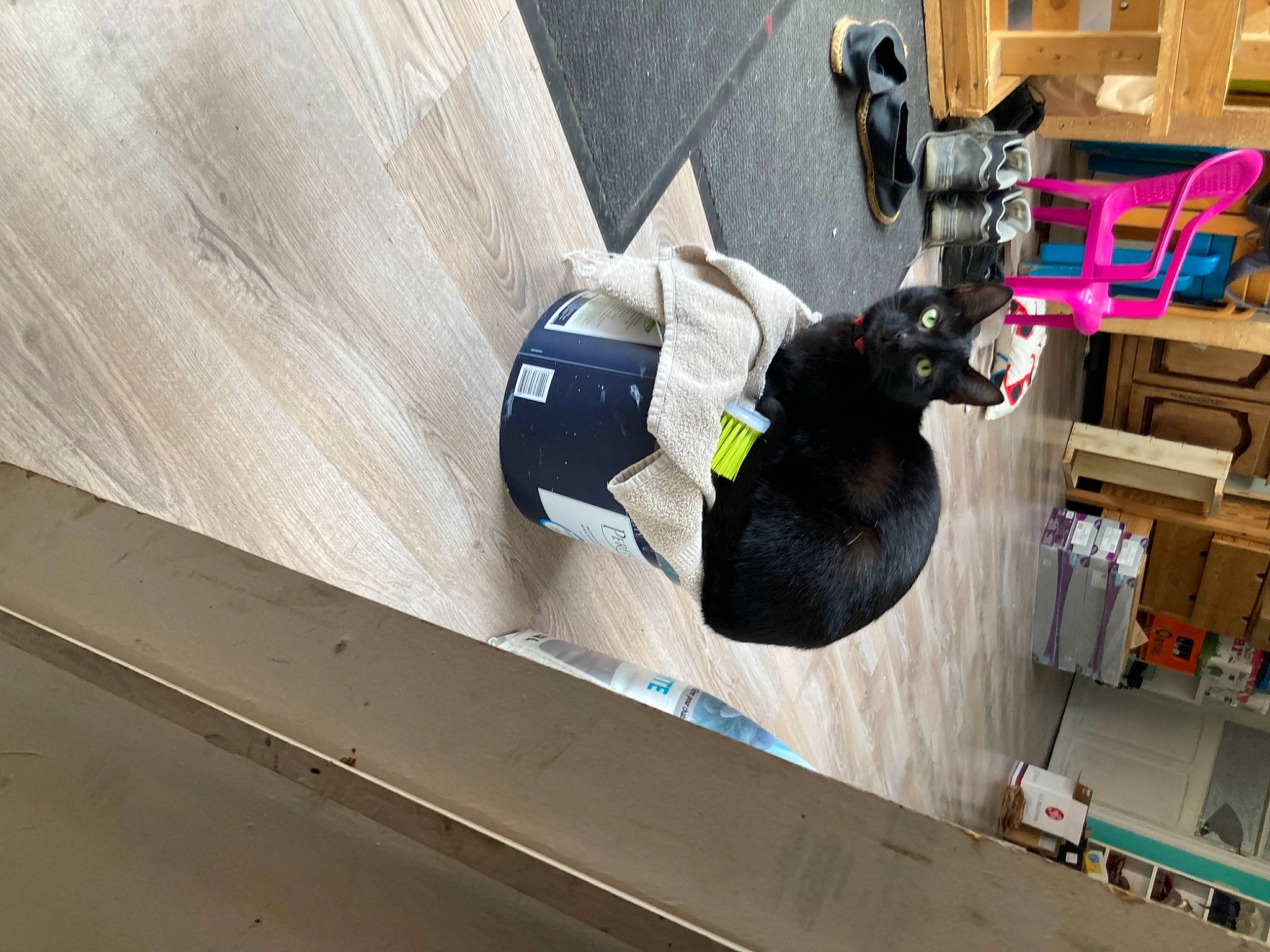 Moogly a rejoint le concours — aidez-le/la à gagner de superbes lots ! canidae, floor, flooring, hardwood, machine, room, sporting_group, tail, wood, wood_stain