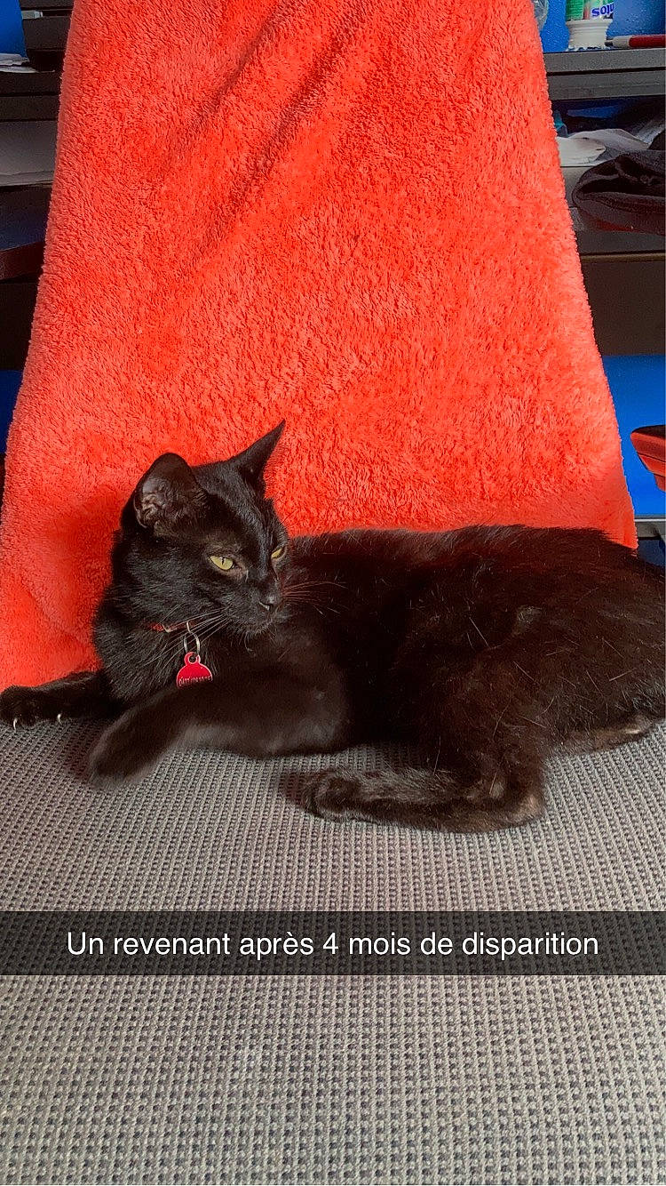 Moogly participe au concours pour gagner de l'argent avec cette photo : black_cat, bombay, carmine, carnivore, cat, claw, comfort, couch, dog_breed, domestic_short_haired_cat, felidae, flooring, fur, grey, paw, plant, small_to_medium_sized_cats, tail, terrestrial_animal, whiskers