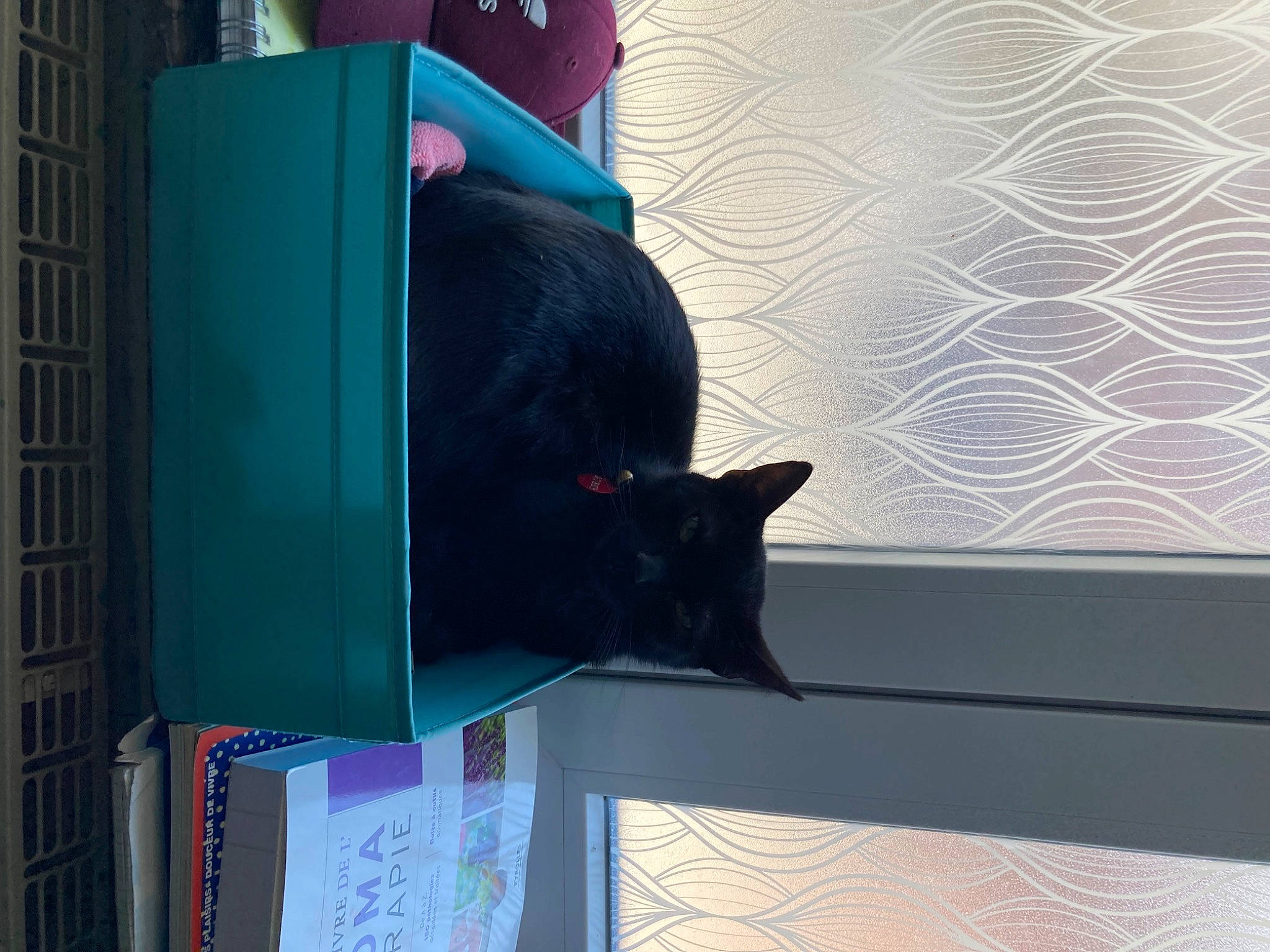 Moogly participe au concours pour gagner de l'argent avec cette photo : black_cat, carnivore, cat, comfort, domestic_short_haired_cat, electric_blue, felidae, fur, magenta, purple, room, shadow, small_to_medium_sized_cats, tail, tints_and_shades, visual_arts, whiskers, window, wood