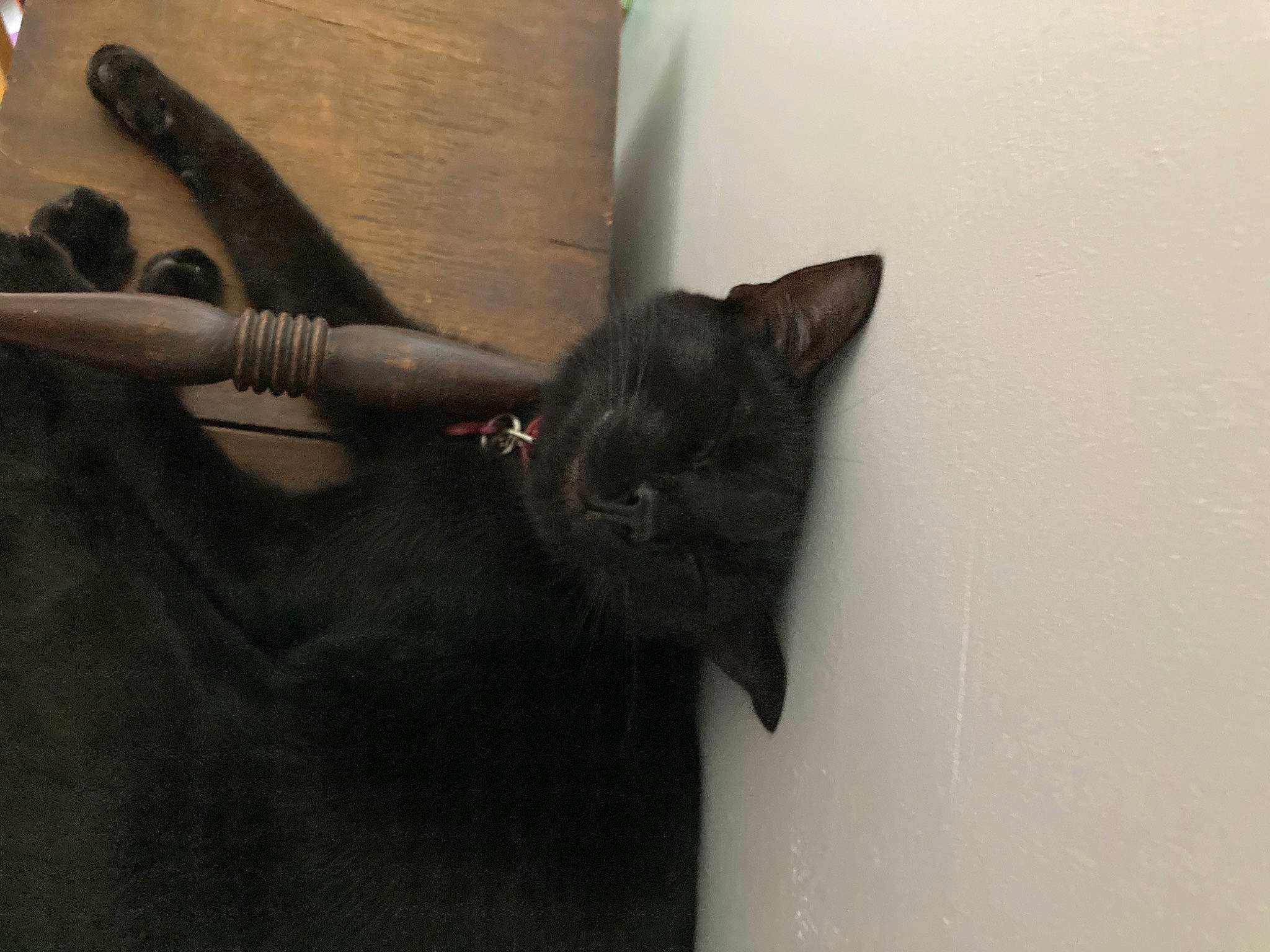 Moogly a rejoint le concours — aidez-le/la à gagner de superbes lots ! black_cat, bombay, carnivore, cat, claw, dagger, domestic_short_haired_cat, felidae, fur, gesture, grey, hand_tool, leather, mammal, pliers, small_to_medium_sized_cats, tail, whiskers