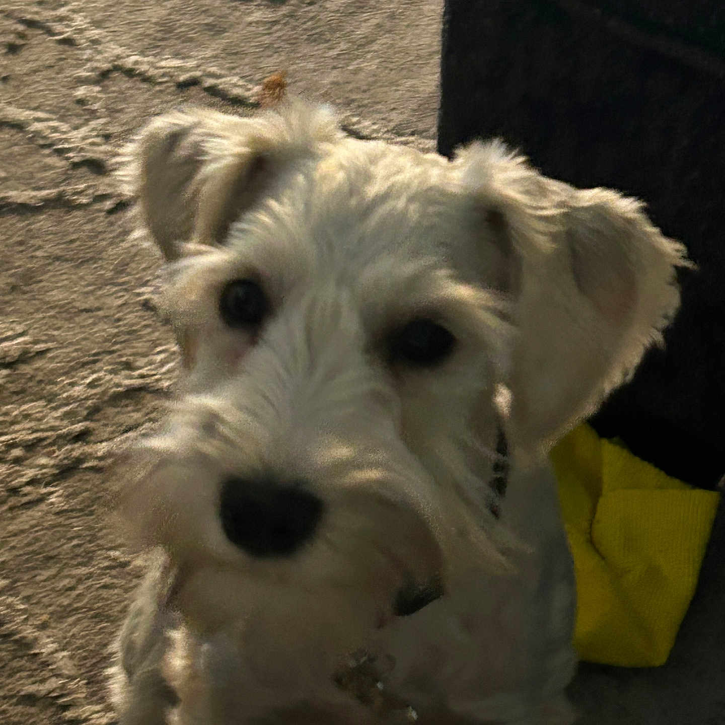 Remi joined the competition — help win amazing prizes! animal, canine, close_up, collar, companion, curious, cute, dog, domestic_animal, ears, floor, fur, indoors, looking_up, pet, portrait, shadow, texture, white_dog, yellow_cloth
