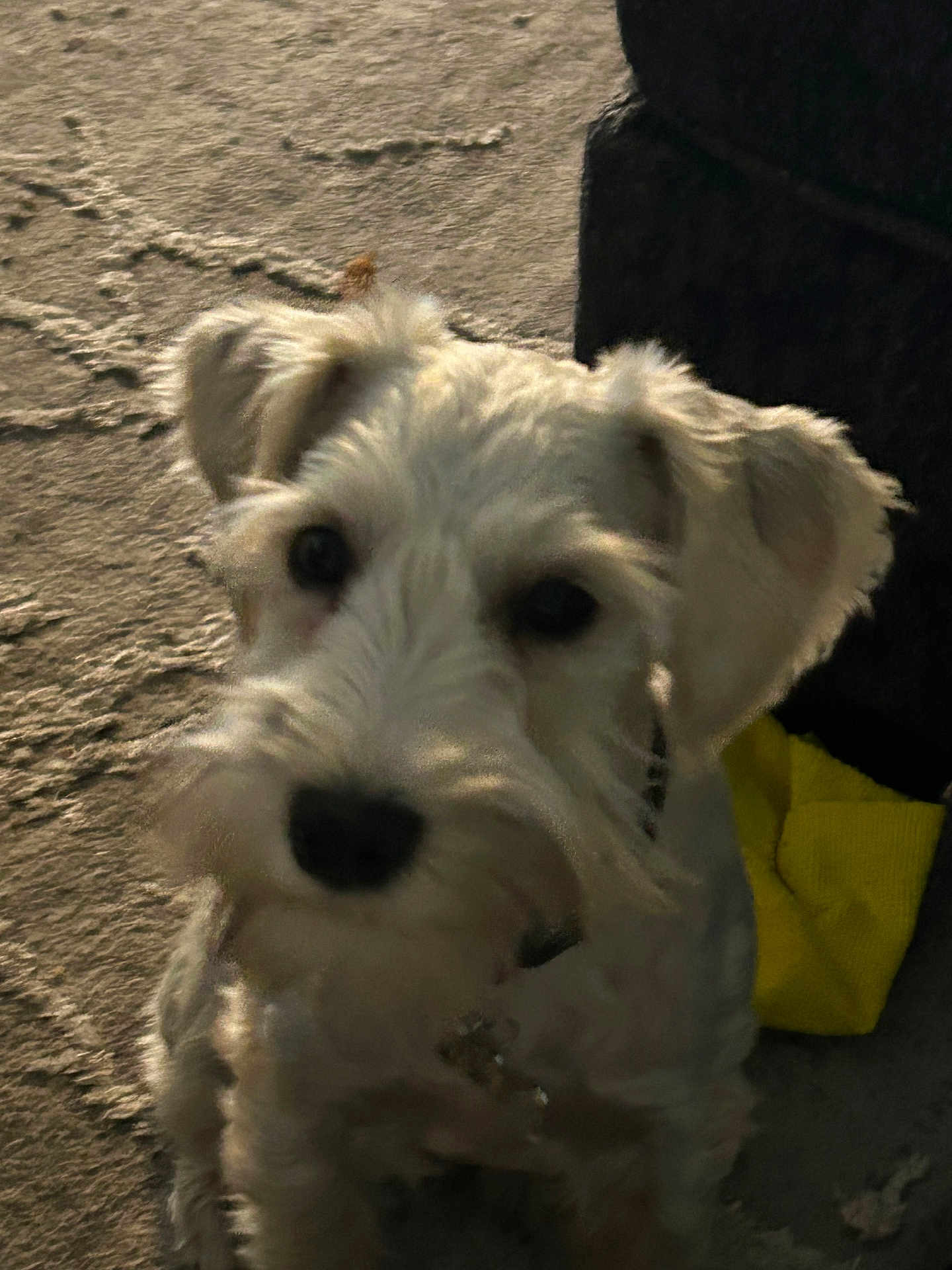 Remi