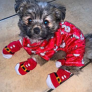 Brooke joined the competition — help win amazing prizes! puppy, dog, pet, pajamas, red_clothing, socks, festive, christmas, santa_claus, floor, tile, cute, fluffy, small_dog, indoor, animal, fur, looking_up, four_legs, young