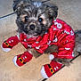 puppy, dog, pet, pajamas, red_clothing, socks, festive, christmas, santa_claus, floor, tile, cute, fluffy, small_dog, indoor, animal, fur, looking_up, four_legs, young
