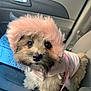 dog, puppy, fur, pink_hood, car_interior, seat, leash, cute, pet, animal, fluffy, small_dog, looking_up, indoors, adorable, transportation, clothing, canine, passenger_seat, fur_coat