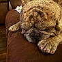 dog, bulldog, sleeping, nap, brown_couch, paw, wrinkles, pet, indoor, leather, cozy, relaxed, animal, mammal, fur, resting, closeup, face, cute, companion