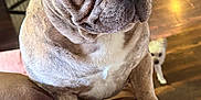 Blue is registered to the contest to win money with this photo: french_bulldog, dog, pet, indoor, brown_leather, couch, wooden_floor, small_dog, brindle, animal, canine, companion, curious, background, close_up, ears, paw, house, fur, domestic