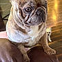 french_bulldog, dog, pet, indoor, brown_leather, couch, wooden_floor, small_dog, brindle, animal, canine, companion, curious, background, close_up, ears, paw, house, fur, domestic