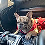 french_bulldog, dog, car_interior, red_harness, paw, cup_with_ice, gear_shift, console, window, door_handle, seat, leather, sunlight, resting, pet, animal, vehicle, dashboard, closeup, portrait