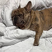Blue joined the competition — help win amazing prizes! dog, french_bulldog, sleeping, brindle, pet, canine, bed, blanket, comforter, rest, cozy, fur, animal, indoor, relaxation, cute, snout, ears, paw, wrinkles