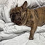dog, french_bulldog, sleeping, brindle, pet, canine, bed, blanket, comforter, rest, cozy, fur, animal, indoor, relaxation, cute, snout, ears, paw, wrinkles