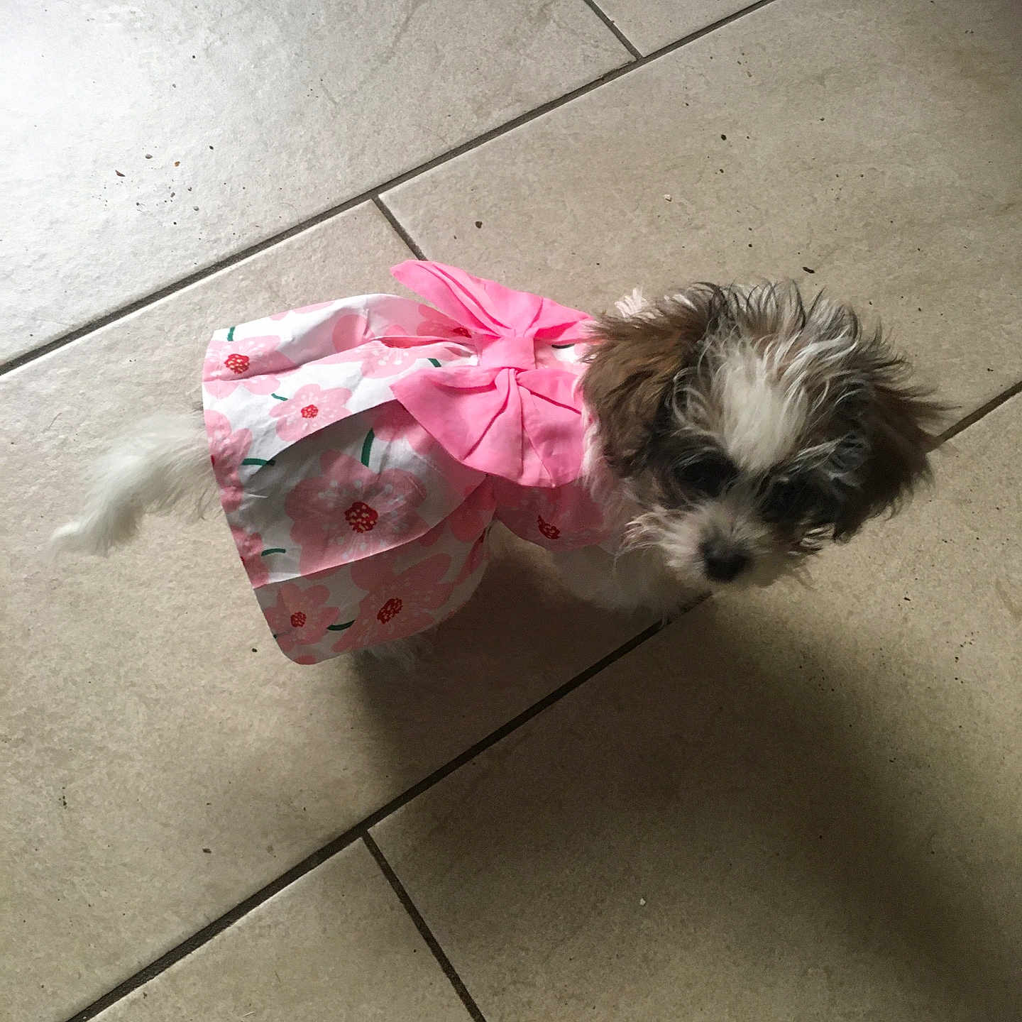 Princess is registered to the contest to win money with this photo: accessories, affenpinscher, animal, bag, canine, clothing, coat, cockerspaniel, dog, dress, handbag, hat, leash, papillon, pet, poodle, puppy, strap, terrier, whitedog