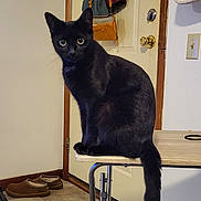 Onyx is registered to the contest to win money with this photo: black_cat, cat, indoor, table, door, bags, slippers, floor, curious, pet, animal, feline, tail, eyes, sitting, household, carpet, tile_floor, furniture, domestic