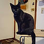 black_cat, cat, indoor, table, door, bags, slippers, floor, curious, pet, animal, feline, tail, eyes, sitting, household, carpet, tile_floor, furniture, domestic
