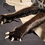 Onyx joined the competition — help win amazing prizes! cat, black_cat, claws, stretching, paw, close_up, feline, indoor, fabric, dark, sparkle, animal, pet, whiskers, fur, action, motion_blur, claw, nail, cute