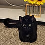 Onyx joined the competition — help win amazing prizes! black_cat, cat, pet, carpet, floor, indoor, furniture, shelf, vase, sunflowers, flowers, plant, curious, animal, mammal, domestic, fur, eyes, tail, cozy