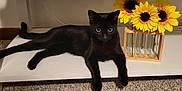 Onyx is registered to the contest to win money with this photo: black_cat, cat, sunflowers, flowers, vase, wooden_vase, shelf, carpet, indoor, pet, animal, relaxed, feline, yellow_flowers, decor, cozy, houseplant, nature, still_life, domestic_animal