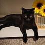 black_cat, cat, sunflowers, flowers, vase, wooden_vase, shelf, carpet, indoor, pet, animal, relaxed, feline, yellow_flowers, decor, cozy, houseplant, nature, still_life, domestic_animal