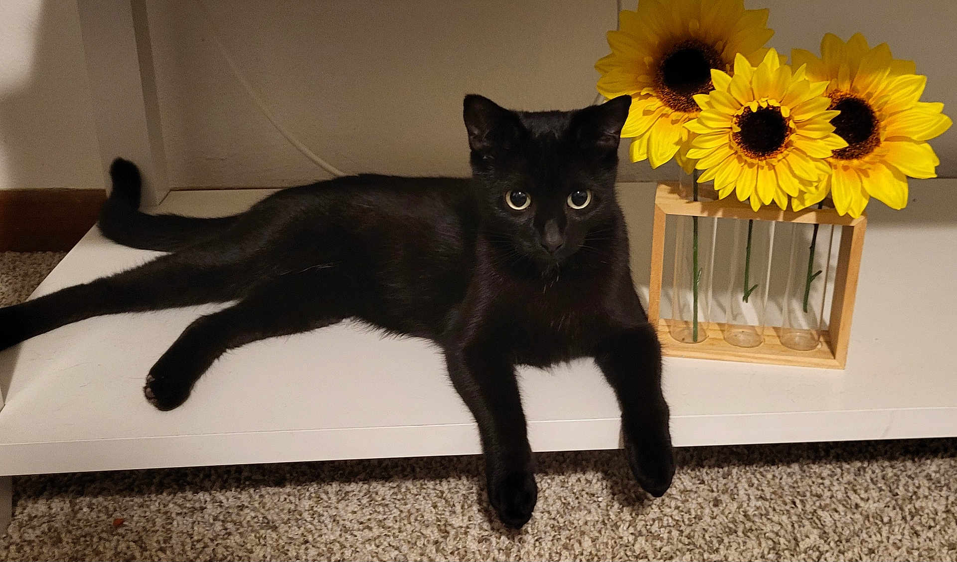 Onyx is registered to the contest to win money with this photo: black_cat, cat, sunflowers, flowers, vase, wooden_vase, shelf, carpet, indoor, pet, animal, relaxed, feline, yellow_flowers, decor, cozy, houseplant, nature, still_life, domestic_animal