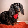 dog, dachshund, long_hair, black, tan, bandana, pet, animal, portrait, cute, indoor, furry, mammal, sitting, looking, expression, blanket, texture, studio, closeup