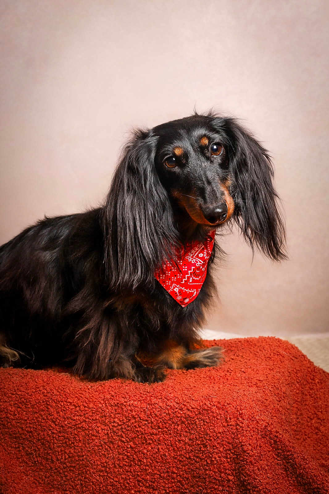 Sushi participe au concours pour gagner de l'argent avec cette photo : dog, dachshund, long_hair, black, tan, bandana, pet, animal, portrait, cute, indoor, furry, mammal, sitting, looking, expression, blanket, texture, studio, closeup