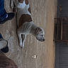 Bobruce joined the competition — help win amazing prizes! dog, brown_and_white, lying_down, concrete_floor, tattoo, shoe, person, wicker_chair, wooden_wall, outdoor, relaxed, pet, animal, side_view, casual, resting, fence, grass, daytime, love_text
