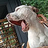dog, white_dog, brown_dog, pet, animal, outdoor, porch, fence, wooden_fence, hand, tattoo, scratching, yawning, happy_dog, canine, animal_face, ears, open_mouth, nature, greenery