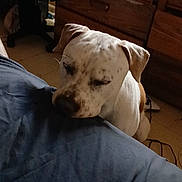 Bobruce is registered to the contest to win money with this photo: dog, indoor, bedroom, blanket, resting, sleepy, wooden_drawers, floor, furniture, domestic_animal, pet, white_dog, brown_spots, calm, quiet, relaxed, animal, home, cozy, casual
