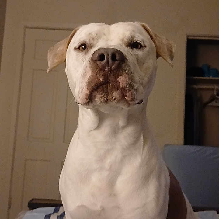 Bobruce is registered to the contest to win money with this photo: dog, bed, indoor, pet, white_dog, brown_spot, bedroom, furniture, blanket, striped_bedding, animal, canine, cute, sitting, portrait, looking, ears, fur, nose, wall