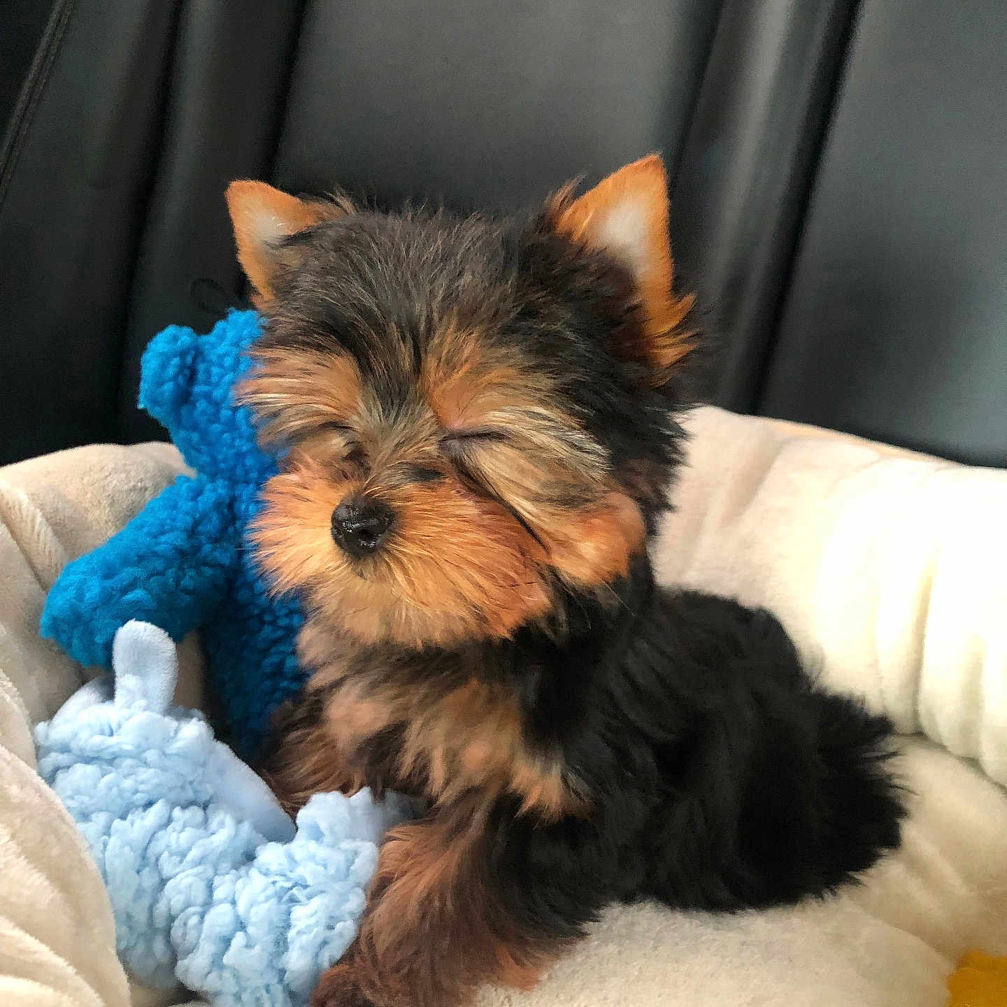 Ezekieltheyorkie is registered to the contest to win money with this photo: adorable, animal, bed, blue_toy, canine, car_interior, cozy, cute, dog, fur, nap, pet, plush_toy, puppy, resting, sleeping, small_dog, soft, toy, young_dog