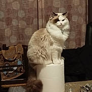 Uno participe au concours pour gagner de l'argent avec cette photo : cat, fluffy, paper_towel, indoor, table, curtain, furniture, household, domestic, pet, animal, sitting, fur, tail, brown, white, cozy, home, decor, still_life
