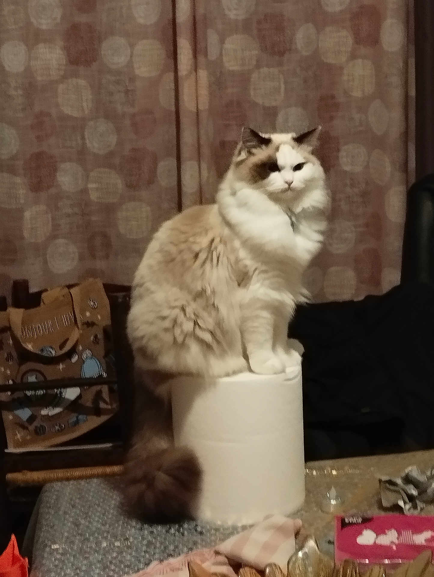 Uno participe au concours pour gagner de l'argent avec cette photo : cat, fluffy, paper_towel, indoor, table, curtain, furniture, household, domestic, pet, animal, sitting, fur, tail, brown, white, cozy, home, decor, still_life