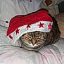 Athena a rejoint le concours — aidez-le/la à gagner de superbes lots ! cat, tabby_cat, sleeping, santa_hat, red_hat, stars, bed, pillow, teddy_bear, stuffed_animal, indoor, cozy, holiday, festive, animal, pet, cute, fur, resting, soft
