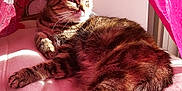 Athena a rejoint le concours — aidez-le/la à gagner de superbes lots ! cat, tabby, pet, indoor, sunlight, pink_curtain, bedspread, relaxed, feline, domestic_animal, cozy, resting, comfort, fur, whiskers, window_light, home, animal, cute, sleepy