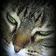 Athena participe au concours pour gagner de l'argent avec cette photo : cat, close_up, green_eyes, fur, whiskers, animal, pet, face, nose, portrait, mammal, feline, domestic_cat, cute, adorable, expression, eye_contact, texture, dark_background, heart_shape
