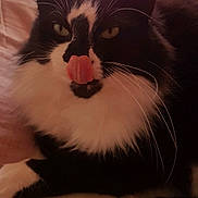 Gardfield a rejoint le concours — aidez-le/la à gagner de superbes lots ! animal, bed, black_and_white, cat, close_up, curtain, cute, feline, fur, indoor, leaf_pattern, lying_down, mammal, paw, pet, pink, relaxed, soft_light, tongue_out, whiskers