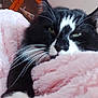 animal, black_and_white, blanket, cat, close_up, cozy, cute, domestic_cat, fur, furry, green_eyes, indoor, nap, pet, pink_blanket, relaxing, resting, sleepy, soft, whiskers