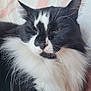 Gardfield participe au concours pour gagner de l'argent avec cette photo : animal, black_and_white, cat, close_up, cozy, cute, domestic_cat, ears, face, feline, fluffy, indoor, muzzle, pet, portrait, relaxed, resting, sleepy, soft_fur, whiskers
