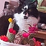 black_and_white_cat, cacti, cat, cozy, decor, domestic_animal, ears, eye_color, flowers, fluffy_cat, furniture, heterochromia, houseplant, indoor, living_room, pet, plant_arrangement, plant_pot, table, whiskers