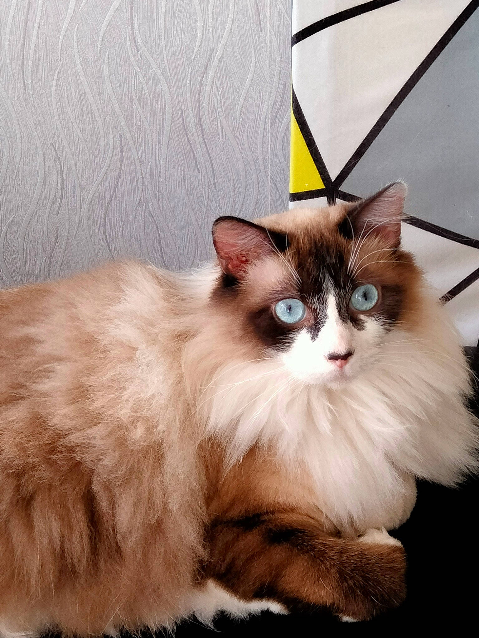 Romi a rejoint le concours — aidez-le/la à gagner de superbes lots ! birman, carnivore, cat, claw, comfort, domestic_short_haired_cat, fawn, felidae, fur, iris, paw, ragdoll, sitting, small_to_medium_sized_cats, snout, tail, terrestrial_animal, whiskers, window