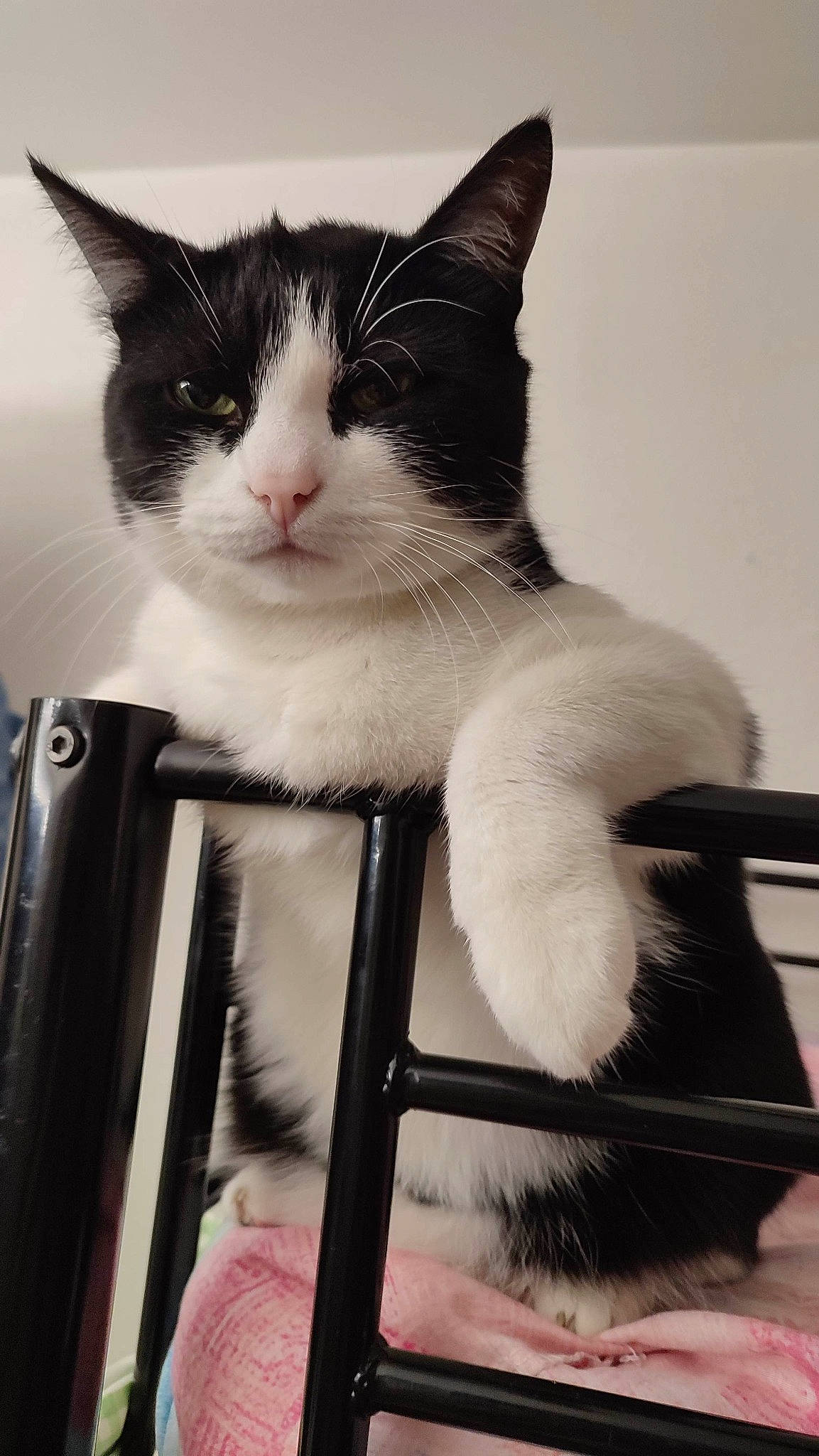 Batman participe au concours pour gagner de l'argent avec cette photo : box, carnivore, cat, comfort, domestic_short_haired_cat, felidae, formal_wear, fur, monochrome, monochrome_photography, paw, sitting, small_to_medium_sized_cats, snout, stairs, tail, whiskers