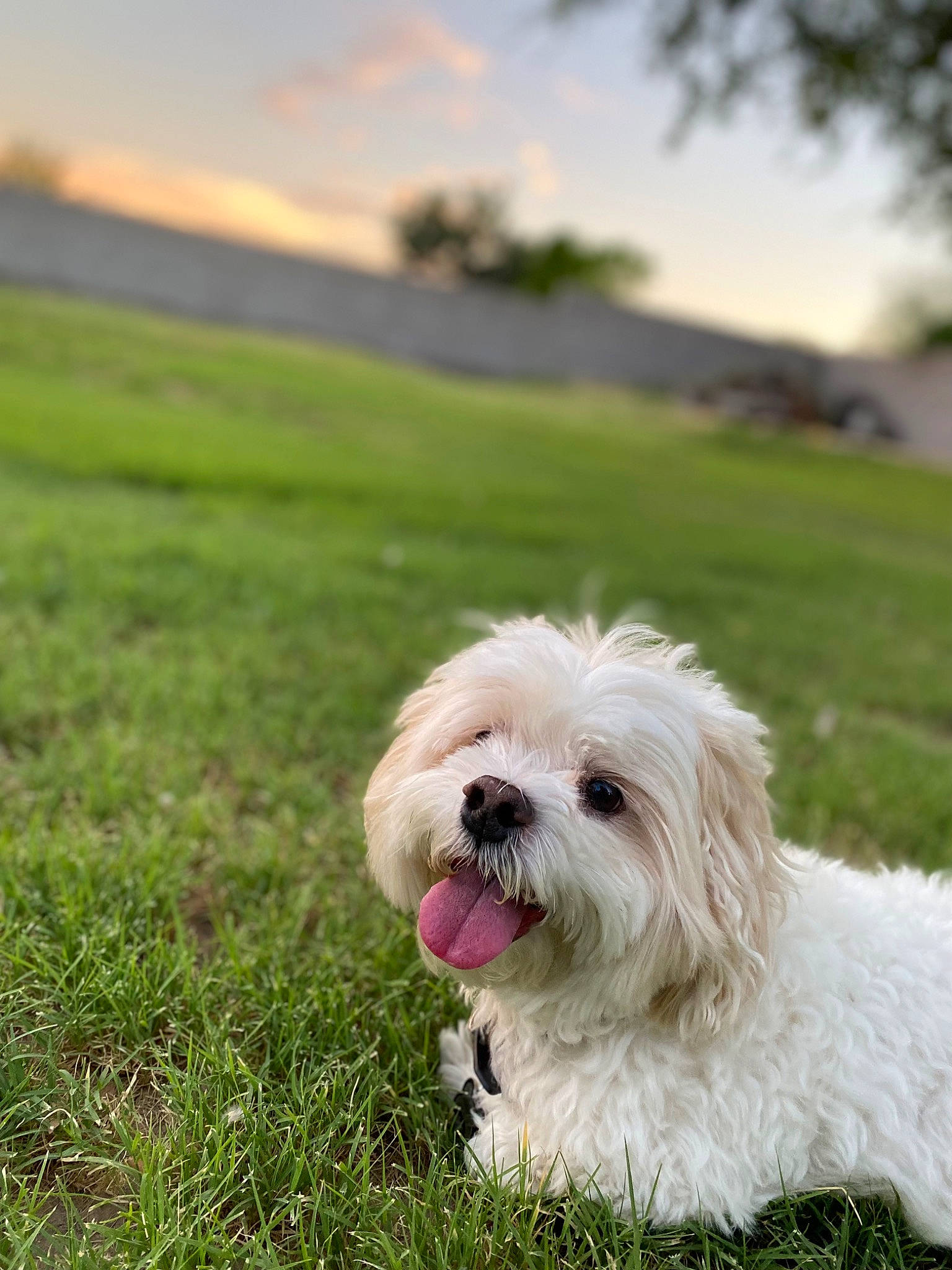Bronx joined the competition — help win amazing prizes! canidae, carnivore, cloud, companion_dog, dog, dog_breed, dog_collar, grass, grassland, landscape, maltepoo, non_sporting_group, plant, sky, small_terrier, snout, sporting_group, toy_dog, tree, working_animal