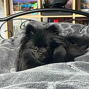 Praline participe au concours pour gagner de l'argent avec cette photo : dog, black_dog, pet, bed, blanket, cozy, indoor, furniture, shelf, home, soft_texture, curious, cute, fur, resting, small_dog, animal, lying_down, closeup, comfort