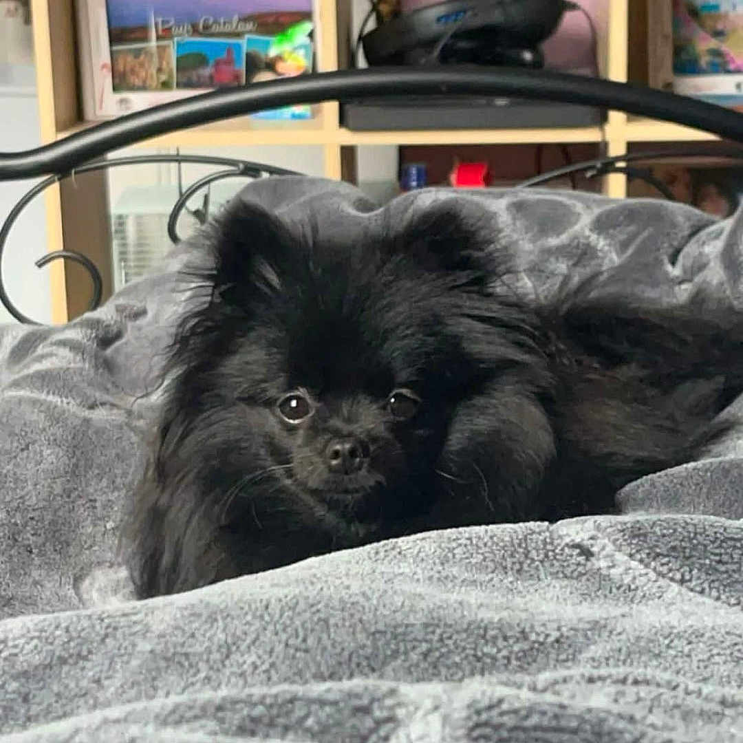Praline participe au concours pour gagner de l'argent avec cette photo : animal, bed, black_dog, blanket, closeup, comfort, cozy, curious, cute, dog, fur, furniture, home, indoor, lying_down, pet, resting, shelf, small_dog, soft_texture